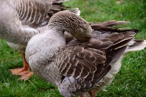 Goose Domestic Animal