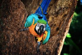 Brazil Bird Jungle