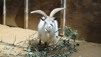 Goat Animal Zoo