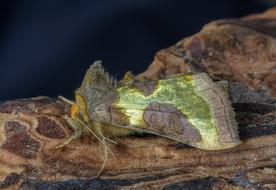 Moth Burnished Brass Wings
