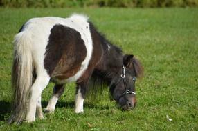 Pony Blue Eyes Animal