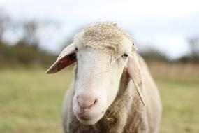 Animal Sheep Livestock