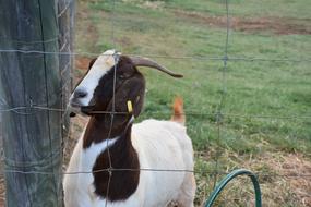 Goat Animal Farm Western