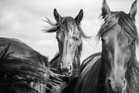Horse Horsehead Friesian