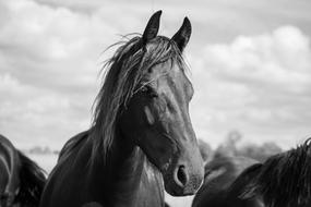 Horse Horsehead Friesian
