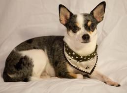 Dog Small Pet