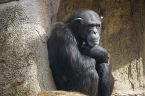 black Monkey Zoo Animal