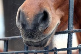 Horse Muzzle The Nostrils