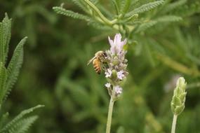 Insect Bee Flower
