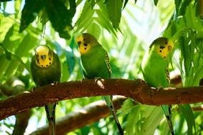 Budgie Animals Birds
