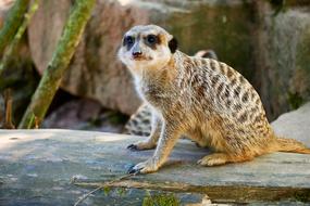 Meerkat Animal Cute