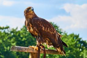 Sababurg Castle Animal Adler