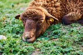 Sababurg Castle Sheep