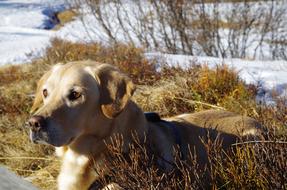 Dog Labrador Pet