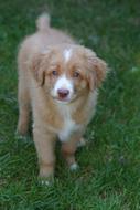 Puppy Dog Cute