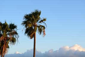 Malibu Palm Trees Sky