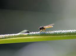 Fly Insect Nature