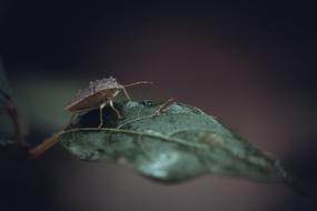 Bug Insect Nature