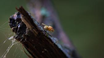 Fly Insect Insects
