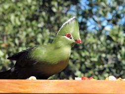 Bird Green Knysna Lourie