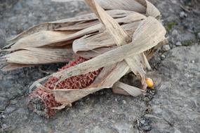 dry wilting corn