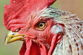 Hahn Rooster Head Crow