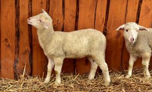 Lamb Sheep Young