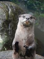 Otter Animal Cute