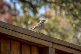 Bird Wildlife Gray