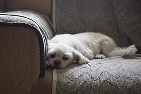 Dog Pet Animal