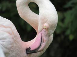Animals Bird Flamingo