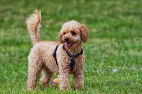 Poodle Dog Pet