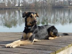 Dog Hybrid Lake At The