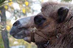 brown Camel Zoo Animal