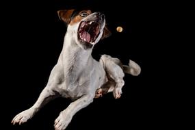 Jack Russell Animal Close Up
