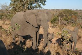 Mammal Animal Elephant