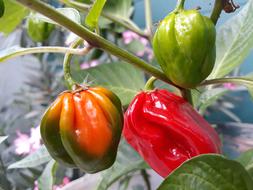 ripe peppers in the garden