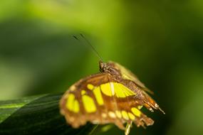 Butterfly Insect Leaf