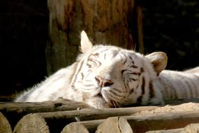 white tiger lies in the sun