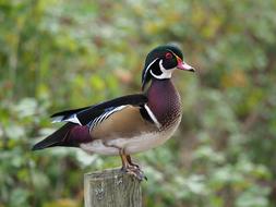 Wood Duck Bird Wildlife