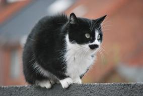 Animal Kitten Cat