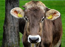 brown cow on the farm