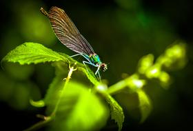 Dragonfly Insect Macro