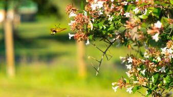 Insect Flowers Nature