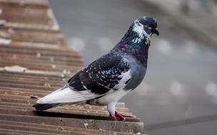 Photo Dove Animal