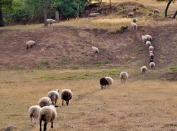 Sheep Counting Home