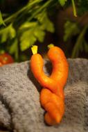 crossed carrots on the table
