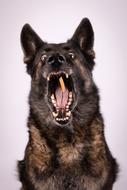 Dog Schäfer Guard
