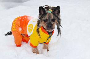 Yorkshire Terrier Dog Clothes
