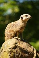 wild meerkat on a branch